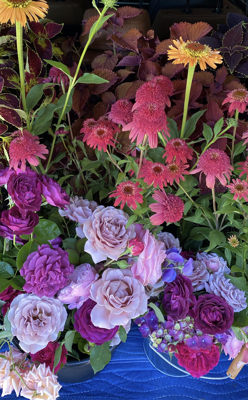 Fleurs Creative echinacea and garden roses for flower market