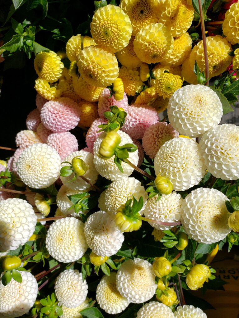 Lecture on how to grow dahlia tubers in Washington state with flower farmer Vivian Larson, Dahlia Tubers for Sale