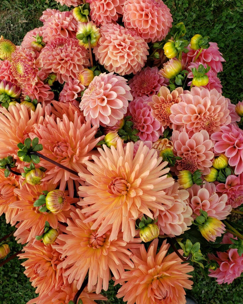 Learn how to grow dahlias with flower farmer Vivian Larson in Snohomish Washington - flower farmer growing workshop