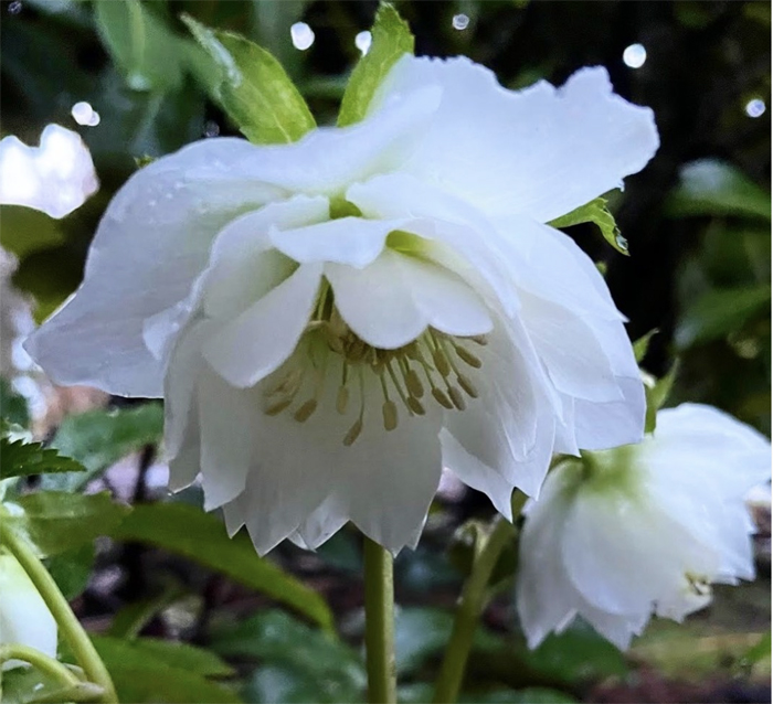 Helleborus Winter Jewels Sparkling Diamond - learn how to grow hellebores in Washington, flower farmers