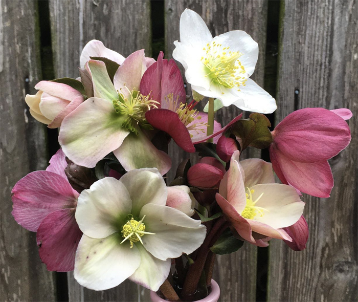 Heuger Gold Collection Hellebore varieties - growing hellebores for flower farmers in Washington State