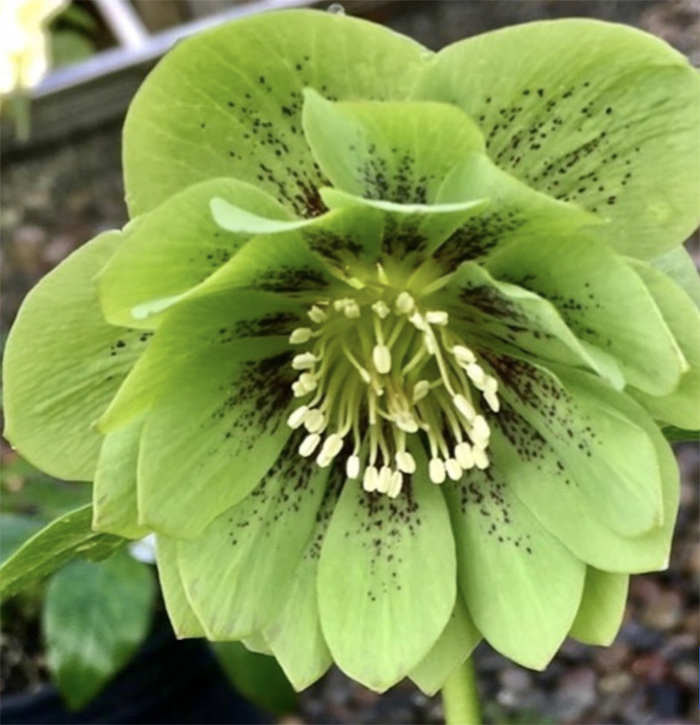 Green Jade Tiger Hellebore -- lecture on growing hellebores with Pamela Youngsman