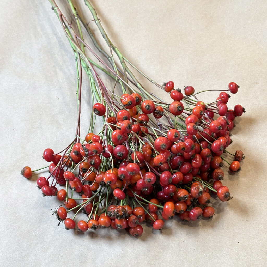 Rose hips Holiday winter greens available for purchase at Fleurs Creative in Snohomish Washington