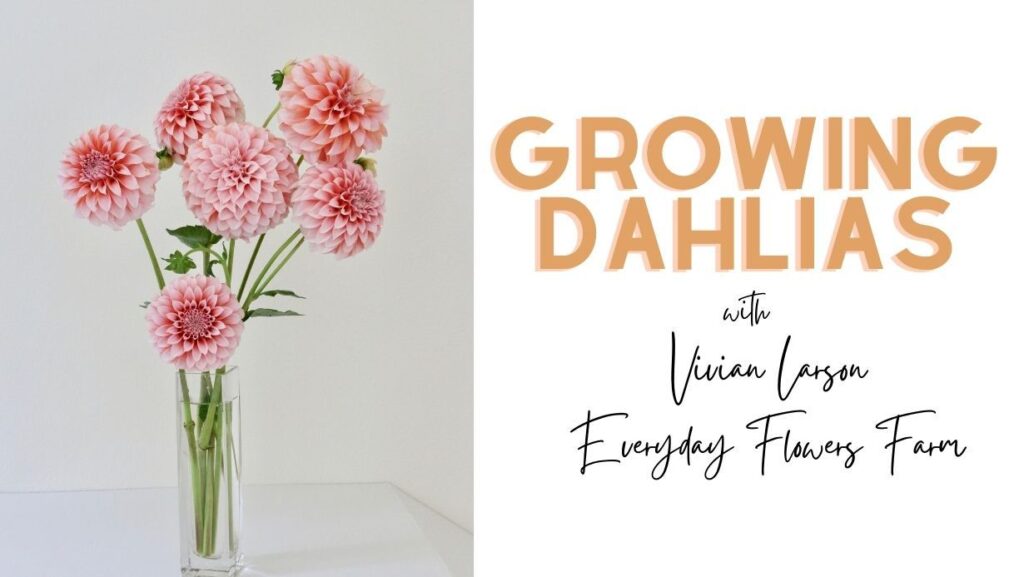 growing and caring for dahlia tubers and plants in washington state. dahlia tuber sale