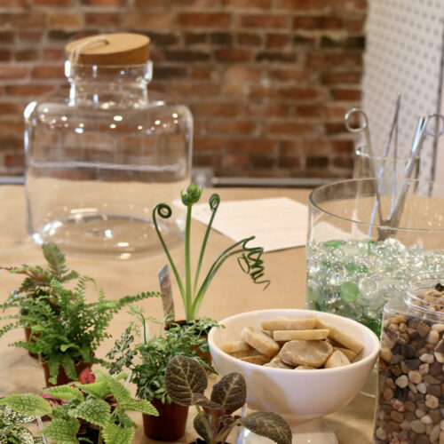 build a plant terrarium at a workshop in snohomish washington bellevue seattle