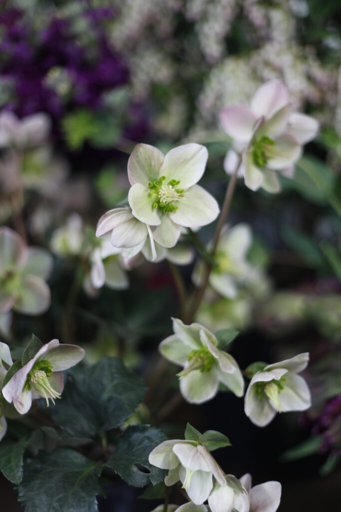 a green and white single petal hellebore plant
