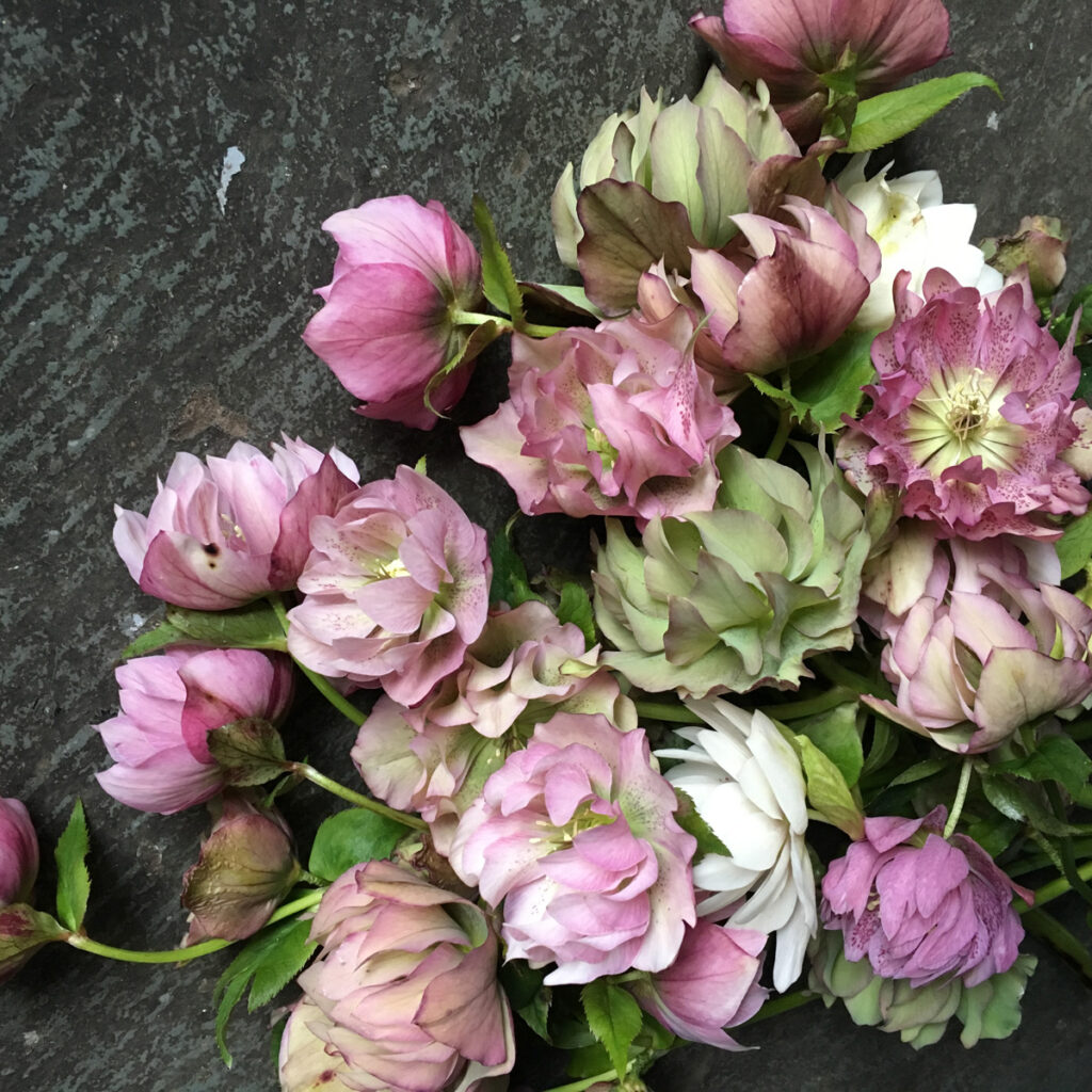 Mauve, pink, white, and green double petal hellebores