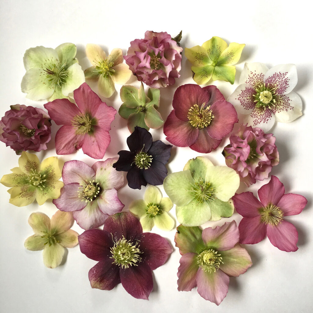 an assortment of single and double petal hellebores