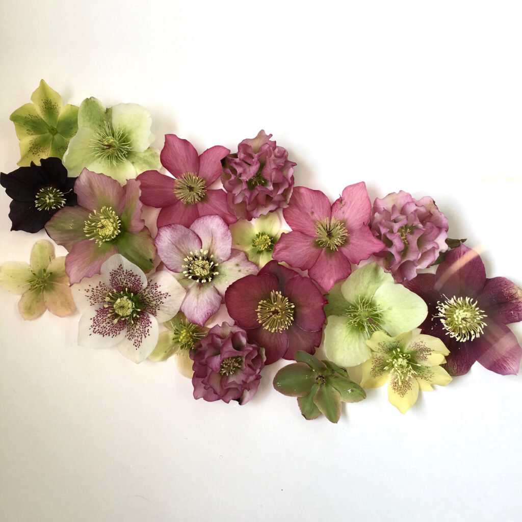 workshop on growing and designing with Hellebores. Riz Reyes Snohomish Washington