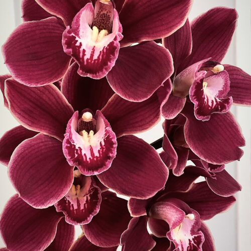 stem of burgundy cymbidium orchids